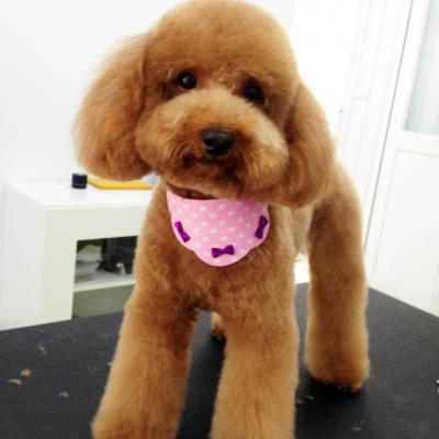 寵物美容作品及價目表